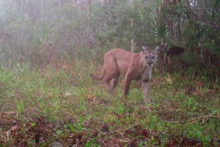 A wild cougar stands on grassy ground in a misty forest, surrounded by green vegetation and trees.