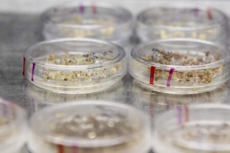 Several clear petri dishes containing small plant samples are arranged on a metal surface in a laboratory setting.