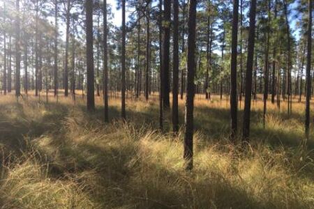 A sunlit pine forest with tall, thin trees and long grass covering the ground.