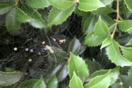 A spider sits at the center of its web, surrounded by green leaves.