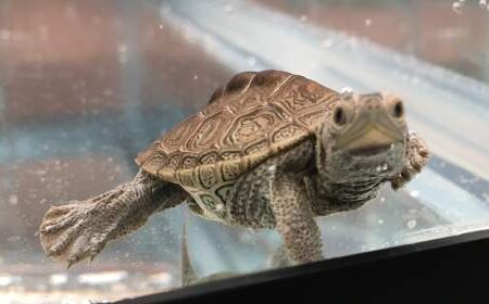 A small turtle swims in a glass aquarium, facing the camera with one leg extended.