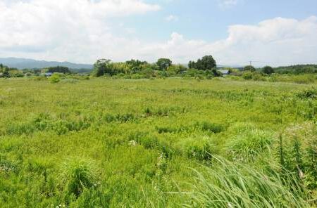 Wide grassy field under a partly cloudy sky, with distant trees and low hills in the background.