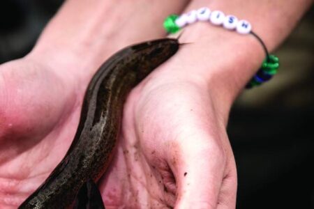 A person holding a slim, dark fish in their hands while wearing a beaded bracelet with white and green beads.