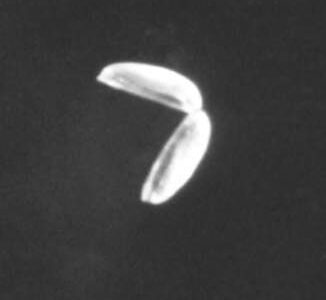Two elongated white shapes positioned to form an angled shape against a black background.