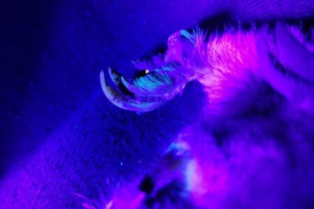 Close-up of an animals claw and fur under ultraviolet light, showing bright purple and blue highlights.
