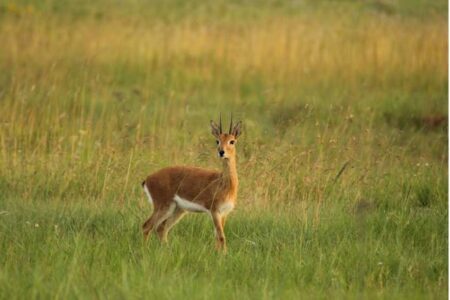 A small antelope stands in a grassy field, looking toward the camera. The background consists of tall grass and a blurred green landscape.