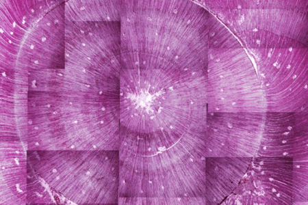 Close-up image of a tree trunk cross-section in purple tones, showing growth rings and small scattered white spots.