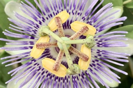 Close-up of a passionflower with purple and white radial filaments, yellow anthers, and green stigmas surrounded by green leaves.