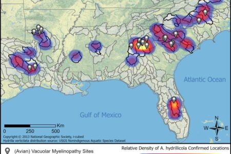 Map of the southeastern U.S. showing locations and relative density of confirmed A. hydrillicola and hydrilla, with avian vacuolar myelinopathy sites marked.