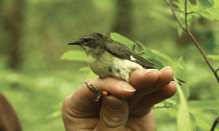 A small bird with green and yellow plumage is held gently in a persons hand, with greenery visible in the background.