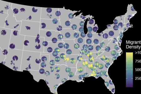 Map of the United States showing migrant stopover density by region with colored heatmap and circular graphs, indicating higher density in the southeast.