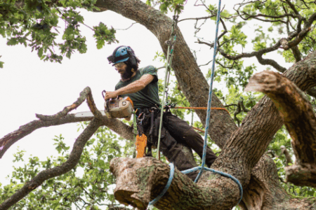 A person wearing safety gear uses a chainsaw to cut a thick branch while standing on a large tree limb with ropes for support.