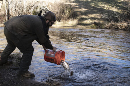 A person releases a fish from an orange bucket into a river, standing on the bank with trees and grass in the background.