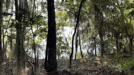 Dense trees and hanging moss partially obscure a view of a bright lake in the background, with sunlight filtering through the foliage.