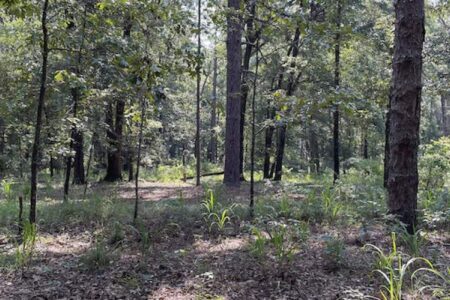 A forest with trees and plants.