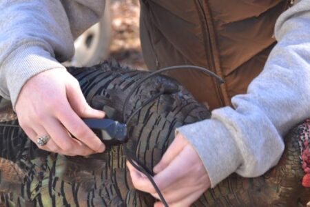 A person attaches a tracking device to a wild turkeys back, securing the equipment with a cable.