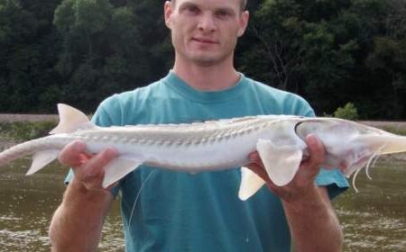 A person holding a large fish with a long, pointed snout and bony ridges, standing by a river with trees in the background.