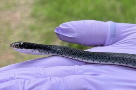 A person wearing a purple glove holds a small black and white snake outdoors, with green grass visible in the background.