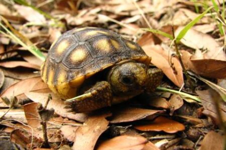 A small tortoise with a brown and yellow patterned shell rests on dry leaves and grass on the ground.