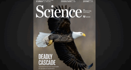 A bald eagle in flight is featured on the cover of Science magazine, dated 26 January 2024, with the headline Deadly Cascade.