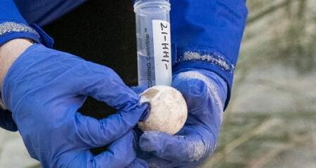A person wearing blue gloves holds a small, white egg with a hole in it next to a labeled sample tube.