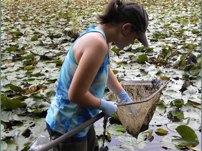 sampling for invertebrates