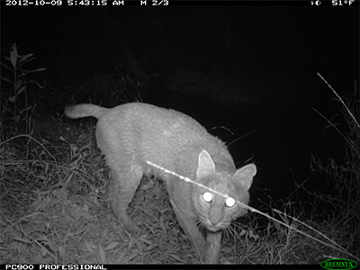 Bobcat on camera trap