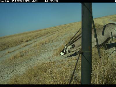 Gemsbok under fence