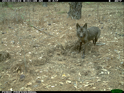 Coyote on camera trap