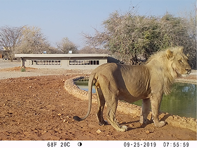 Lion at watering hole