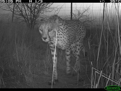 Cheetah Car4