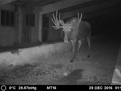 Moose
