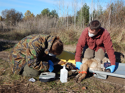 Raccoon Dog processing
