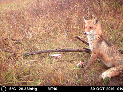 Red fox