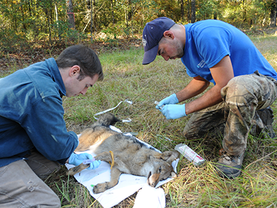 Processing coyote