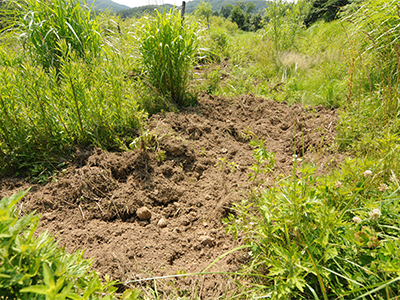 Boar rooting