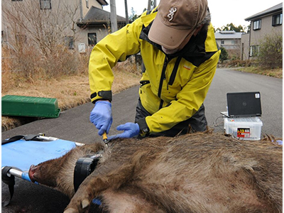 Collaring boar