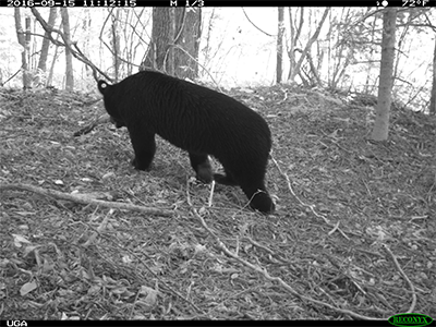 Black bear