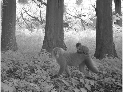 Macaque