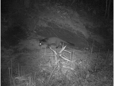 Civet