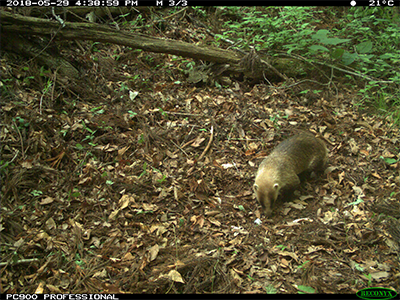 Badger