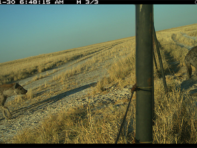 Hyena under fence