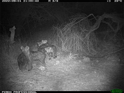 Hyena Cubs
