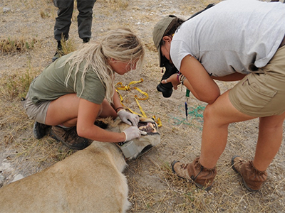 Processing lion