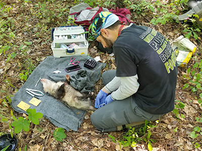 Opossum Processing