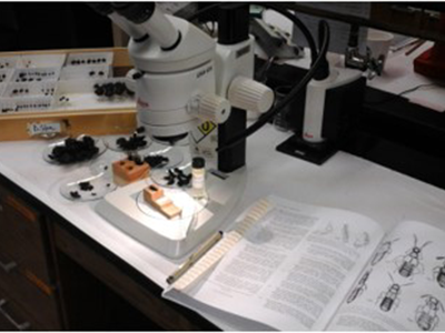 lab microscope