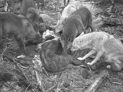 coyotes scavenging