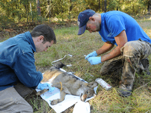 coyote processing