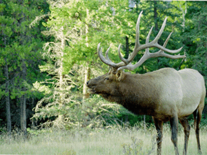 elk
