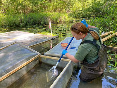 invertebrate sampling
